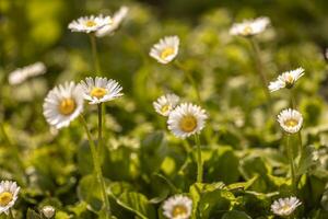 grupp av daisy i en fält av gräs foto