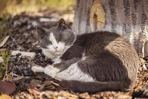 söt katt sover utomhus- foto