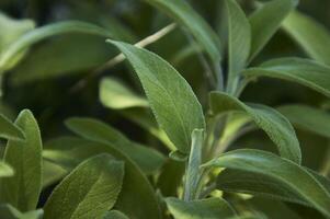 fantastisk detalj av salvia blad foto