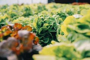 kvinna trädgårdsmästare inspekterar kvalitet av grön ek sallad i växthus trädgårdsarbete. kvinna asiatisk hortikultur jordbrukare odla friska näring organisk sallad grönsaker i hydroponiska jordbruksnäringen odla. foto