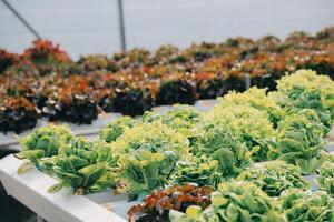 kvinna trädgårdsmästare inspekterar kvalitet av grön ek sallad i växthus trädgårdsarbete. kvinna asiatisk hortikultur jordbrukare odla friska näring organisk sallad grönsaker i hydroponiska jordbruksnäringen odla. foto