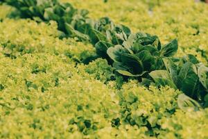 kvinna trädgårdsmästare inspekterar kvalitet av grön ek sallad i växthus trädgårdsarbete. kvinna asiatisk hortikultur jordbrukare odla friska näring organisk sallad grönsaker i hydroponiska jordbruksnäringen odla. foto