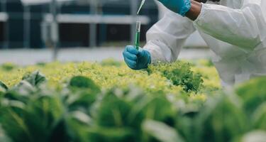 två asiatisk jordbrukare inspekterande de kvalitet av organisk grönsaker vuxen använder sig av hydroponics. foto