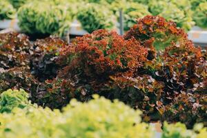 kvinna trädgårdsmästare inspekterar kvalitet av grön ek sallad i växthus trädgårdsarbete. kvinna asiatisk hortikultur jordbrukare odla friska näring organisk sallad grönsaker i hydroponiska jordbruksnäringen odla. foto