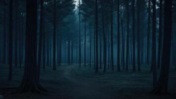 höst mörk träd skog panorama landskap foto