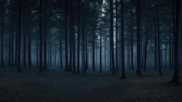 höst mörk träd skog panorama landskap foto