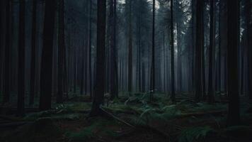 höst mörk träd skog panorama landskap foto