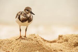 dulus dominicus på strand 3 foto