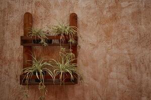 dekorativa växter på väggen foto
