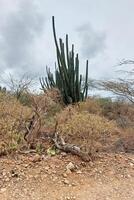 kaktusar höga i torr torr landskap foto