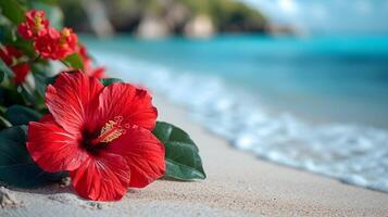 röd hibiskus blomma på de strand med hav Vinka bakgrund. foto