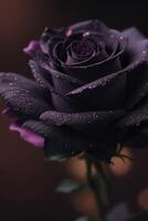 en svart reste sig med lila kronblad foto
