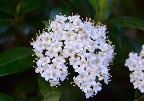 närbild av vit blommor. foto