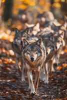 en packa av vargar gående genom en falla skog. foto