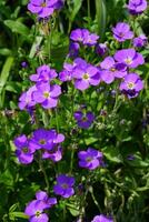 lila blommande bergkrasse aubrieta deltoidea med intressant och komplex grön bakrund av levaes. foto