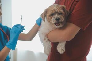 närbild skott av veterinär händer kontroll hund förbi stetoskop i veterinär klinik foto