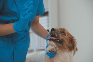 närbild skott av veterinär händer kontroll hund förbi stetoskop i veterinär klinik foto