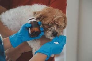 närbild skott av veterinär händer kontroll hund förbi stetoskop i veterinär klinik foto