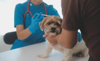 närbild skott av veterinär händer kontroll hund förbi stetoskop i veterinär klinik foto