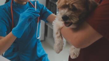 närbild skott av veterinär händer kontroll hund förbi stetoskop i veterinär klinik foto