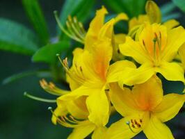 rhododendron växt blomma, gul blommor. våren. foto