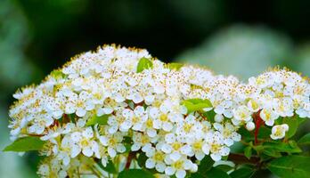 Foto av ung blommande firethorn växt pyracantha i de trädgård. Foto av ung blommande firethorn växt pyracantha i de trädgård.