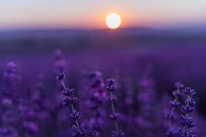 lavendel- blomma bakgrund. violett lavendel- fält sanset stänga upp. lavendel- blommor i pastell färger på fläck bakgrund. natur bakgrund med lavendel- i de fält. foto