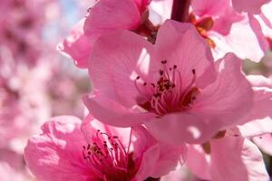 stänga upp rosa persika blomma med en vit Centrum. de blomma är omgiven förbi Övrig rosa blommor foto