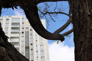 byggnader och strukturer i tel aviv mot de bakgrund av grenar och löv av lång träd. foto