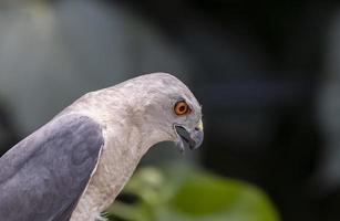 shikra accipiter badius fågelporträtt när du sitter på elektrisk tråd foto