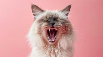 ragdoll, arg katt blottande dess tänder, studio belysning pastell bakgrund foto