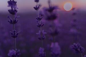 lavendel- blomma fält. violett lavendel- fält sanset stänga upp. lavendel- blommor i pastell färger på fläck bakgrund. natur bakgrund med lavendel- i de fält. foto