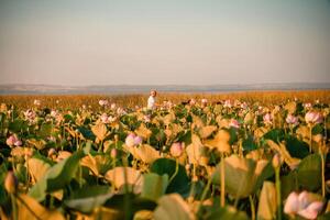 soluppgång i de fält av lotus, rosa lotus nelumbo nucifera svajar i de vind. mot de bakgrund av deras grön löv. lotus fält på de sjö i naturlig miljö. foto