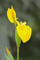 iris blommande växt blooms i de trädgård. stänga upp av ett stor delikat gul iris blomma i en solig vår trädgård. foto