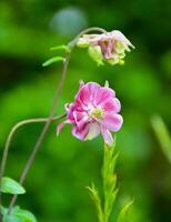 mild rosa akleja i de sommar trädgård. perenn trädgård växter. foto