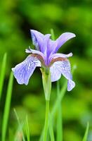 Foto av skön iris blomma isolerat på grön bakgrund.