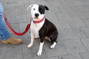 en hund på en promenad i en stad parkera på de stränder av de medelhavs hav. foto