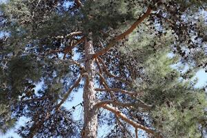 naturlig grön abstrakt bakgrund.träd grenar och löv stänga upp. foto