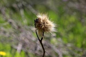 naturlig grön abstrakt bakgrund.träd grenar och löv stänga upp. foto