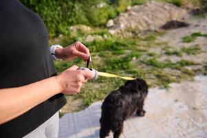 kvinna med söt hund tar avfall väska från hållare i parkera. närbild händer håll grå plast hållare för paket för rengöring husdjur avföring, avfall medan gående de hund foto