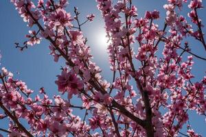 persika träd med rosa blommor och en blå himmel. de Sol är lysande på de träd. foto