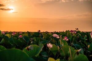 soluppgång i de fält av lotus, rosa lotus nelumbo nucifera svajar i de vind. mot de bakgrund av deras grön löv. lotus fält på de sjö i naturlig miljö. foto