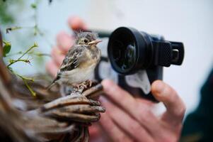 närbild händer av en manlig fotograf fotografering små fågel på hans mobil telefon med makro lins. liten fågel i de bo varelse fotograferad förbi en man i de natur. djur och fåglar i vild liv foto