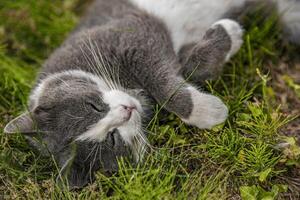 söt katt sover på de gräs foto