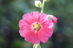 röd stockros blomma med grön trädgård bakgrund foto