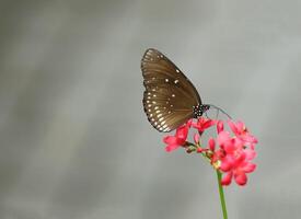 små brun fjäril på röd blomma med grå bakgrund foto
