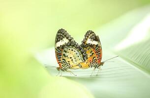 fjärilar föder upp på grön löv med suddig bakgrund. foto
