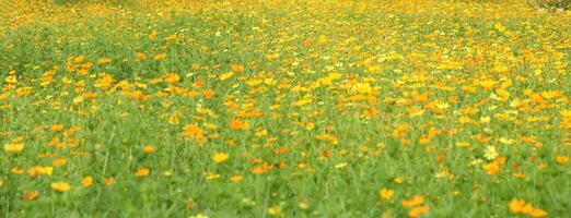 färgrik gul orange kosmos blommor fält. foto