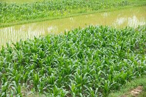 topp se av majs och terrass ris fält på nan provins, thaoland. foto