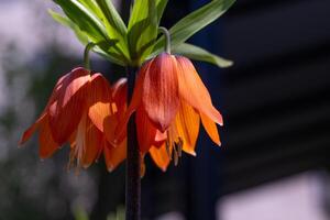 Hassel kejserlig blomma foto